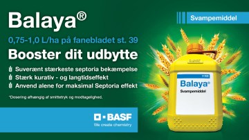 Balaya® - Danmarks stærkste svampemiddel mod Septoria