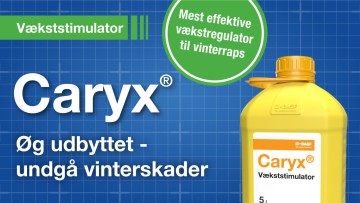 Caryx® - Vækstregulering til vinterraps
